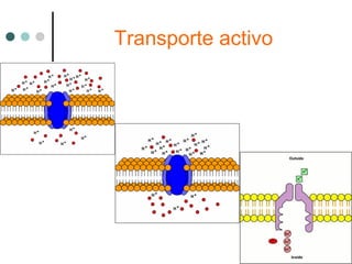 Transporte activo
 