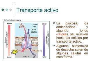 Transporte activo
 La glucosa, los
aminoácidos y
algunos iones
(raíces) se mueven
hacia las células por
transporte activo.
 Algunas sustancias
de desecho salen de
algunas células en
esta forma.
 