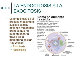 LA ENDOCITOSIS Y LA
EXOCITOSIS
 La endocitosis es el
proceso mediante el
cual las células
obtienen materiales
grandes que no
pueden pasar a
través de la
membrana celular.
Hay 2 tipos:
 Pinocitosis
 Fagocitosis
 