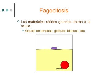Fagocitosis
 Los materiales sólidos grandes entran a la
célula.
 Ocurre en amebas, glóbulos blancos, etc.
 