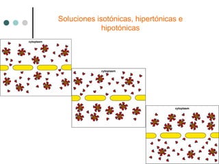 Soluciones isotónicas, hipertónicas e
hipotónicas
 