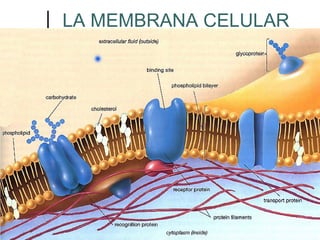 LA MEMBRANA CELULAR
 