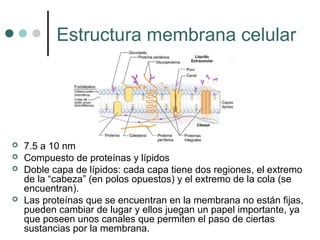 Estructura membrana celular
 7.5 a 10 nm
 Compuesto de proteínas y lípidos
 Doble capa de lípidos: cada capa tiene dos regiones, el extremo
de la “cabeza” (en polos opuestos) y el extremo de la cola (se
encuentran).
 Las proteínas que se encuentran en la membrana no están fijas,
pueden cambiar de lugar y ellos juegan un papel importante, ya
que poseen unos canales que permiten el paso de ciertas
sustancias por la membrana.
 
