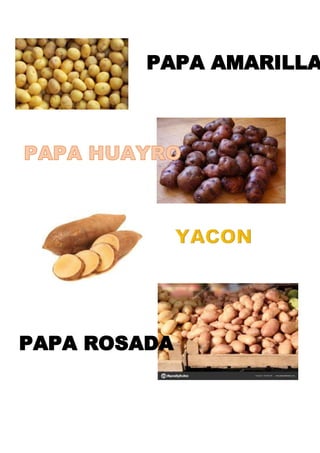 PAPA AMARILLA
PAPA ROSADA