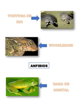 ANFIBIOS