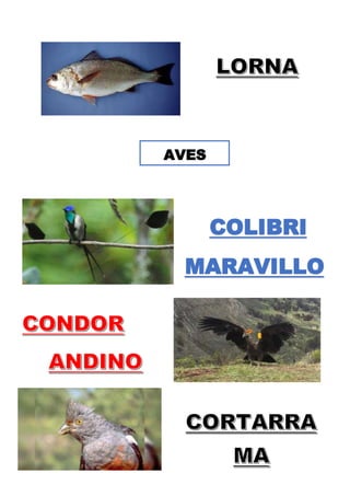 AVES
COLIBRI
MARAVILLO
SO