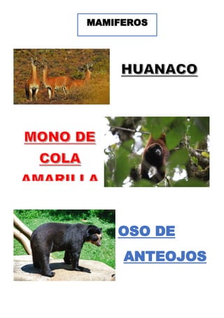 MAMIFEROS
OSO DE
ANTEOJOS