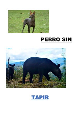 TAPIR