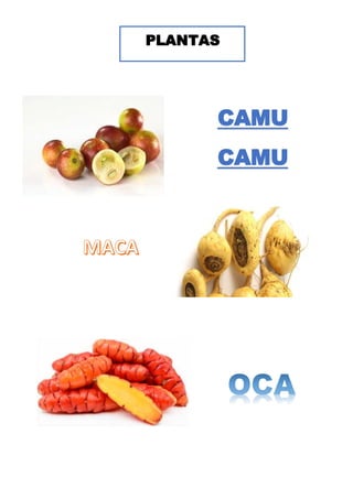 PLANTAS
CAMU
CAMU