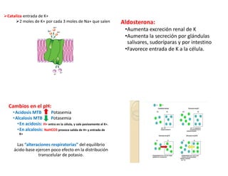 Aldosterona:
•Aumenta excreción renal de K
•Aumenta la secreción por glándulas
salivares, sudoríparas y por intestino
•Favorece entrada de K a la célula.
Cambios en el pH:
•Acidosis MTB Potasemia
•Alcalosis MTB Potasemia
•En acidosis: H+ entra en la célula, y sale pasivamente el K+.
•En alcalosis: NaHCO3 provoca salida de H+ y entrada de
K+
Las “alteraciones respiratorias” del equilibrio
ácido-base ejercen poco efecto en la distribución
transcelular de potasio.
 
