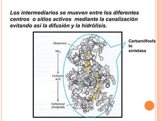 Los intermediarios se mueven entre los diferentes 
centros o sitios activos mediante la canalización 
evitando así la difusión y la hidrólisis. 
Carbamilfosfa 
to 
sintetasa 
 