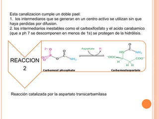 Esta canalizacion cumple un doble pael: 
1. los intermediaros que se generan en un centro activo se utilizan sin que 
haya perdidas por difusion. 
2. los intermediarios inestables como el carboxifosfato y el acido carabamico 
(que a ph 7 se descomponen en menos de 1s) se protegen de la hidrólisis. 
REACCION 
2 
Reacción catalizada por la aspartato transcarbamilasa 
 
