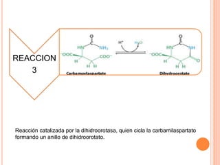 REACCION 
3 
Reacción catalizada por la dihidroorotasa, quien cicla la carbamilaspartato 
formando un anillo de dihidroorotato. 
 