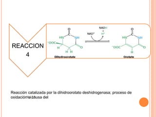 REACCION 
4 
Reacción catalizada por la dihidroorotato deshidrogenasa; proceso de 
oxidación a causa del 
 