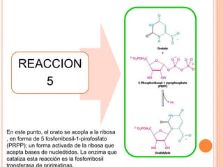 REACCION 
5 
En este punto, el orato se acopla a la ribosa 
, en forma de 5 fosforribosil-1-pirofosfato 
(PRPP); un forma activada de la ribosa que 
acepta bases de nucleótidos. La enzima que 
cataliza esta reacción es la fosforribosil 
transferasa de pririmidinas. 
 