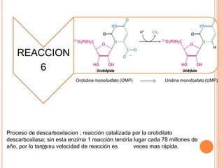 REACCION 
6 
Orotidina monofosfato (OMP) Uridina monofosfato (UMP) 
Proceso de descarboxilacion ; reacción catalizada por la orotidilato 
descarboxilasa; sin esta enzima 1 reacción tendría lugar cada 78 millones de 
año, por lo tanto su velocidad de reacción es veces mas rápida. 
 
