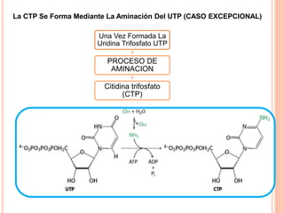 La CTP Se Forma Mediante La Aminación Del UTP (CASO EXCEPCIONAL) 
Una Vez Formada La 
Uridina Trifosfato UTP 
PROCESO DE 
AMINACION 
Citidina trifosfato 
(CTP) 
 