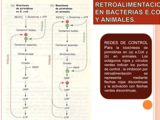 REDES DE CONTROL 
Para la biosíntesis de 
pirimidinas en (a) e.Coli y 
(b) en animales. Los 
octágonos rojos y círculos 
verdes indican los puntos 
de control . la inhibición por 
retroalimentación se 
representa mediante 
flechas rojas discontinuas 
y la activación con flechas 
verdes discontinuas. 
 