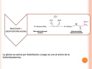 REACCION 1 
(DESFOSFORILACION) 
La glicina se activa por fosforilación y luego se une al amino de la 
fosforribosilamina. 
 