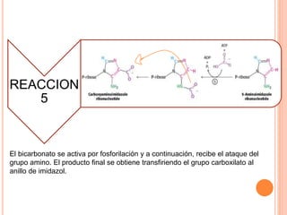 REACCION 
5 
El bicarbonato se activa por fosforilación y a continuación, recibe el ataque del 
grupo amino. El producto final se obtiene transfiriendo el grupo carboxilato al 
anillo de imidazol. 
 