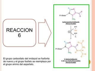REACCION 
6 
El grupo carboxilato del imidazol se fosforila 
de nuevo y el grupo fosfato se reemplaza por 
el grupo amino del aspartato. 
 