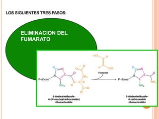 ELIMINACION DEL 
FUMARATO 
 