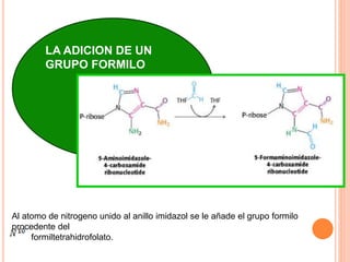 LA ADICION DE UN 
GRUPO FORMILO 
Al atomo de nitrogeno unido al anillo imidazol se le añade el grupo formilo 
procedente del 
formiltetrahidrofolato. 
 
