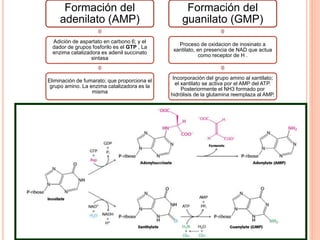 Formación del 
adenilato (AMP) 
Adición de aspartato en carbono 6; y el 
dador de grupos fosforilo es el GTP , La 
enzima catalizadora es adenil succinato 
sintasa 
Eliminación de fumarato; que proporciona el 
grupo amino. La enzima catalizadora es la 
misma 
Formación del 
guanilato (GMP) 
Proceso de oxidacion de inosinato a 
xantilato, en presencia de NAD que actua 
como receptor de H . 
Incorporación del grupo amino al xantilato; 
el xantilato se activa por el AMP del ATP. 
Posteriormente el NH3 formado por 
hidrólisis de la glutamina reemplaza al AMP. 
 