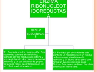 ENZIMA 
RIBONUCLEOT 
IDOREDUCTAS 
A 
R1: Formada por dos cadenas alfa . Esta 
subunidad contiene el sitio activo; 
formado por tres residuos de cisteína y 
uno de glutamato, dos centros de control 
alostérico y un par adicional de grupos 
tiol activos redox, que interaccionan con 
un cofactor reductor externo. 
R2: Formada por dos cadenas beta. 
Contiene un radical libre en un residuo 
de tirosina que interviene en la 
reacción, y un átomo de oxígeno que 
forma un puente entre dos iones 
férricos. Este centro de hierro dinuclear 
estabiliza el radical libre. 
TIENE 2 
SUBUNIDADE 
S 
 