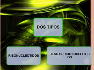 DOS TIPOS 
RIBONUCLEOTIDOS 
DESOXIRRIBONUCLEOTID 
OS 
 