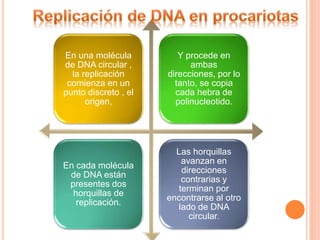 En una molécula 
de DNA circular , 
la replicación 
comienza en un 
punto discreto , el 
origen, 
Y procede en 
ambas 
direcciones, por lo 
tanto, se copia 
cada hebra de 
polinucleotido. 
En cada molécula 
de DNA están 
presentes dos 
horquillas de 
replicación. 
Las horquillas 
avanzan en 
direcciones 
contrarias y 
terminan por 
encontrarse al otro 
lado de DNA 
circular. 
 
