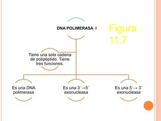 DNA POLIMERASA I 
Es una DNA 
polimerasa 
Es una 3´→5´ 
exonucleasa 
Es una 5´→ 3´ 
exonucleasa 
Tiene una sola cadena 
de polipéptido. Tiene 
tres funciones. 
Figura 
11.7 
 