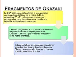 La DNA polimerasa solo cataliza la incorporación 
continua de nucleótidos de la hebra de DNA 
progenitora 3´→5´. La hebra que comienza a 
crecer en la misma dirección que se desplaza la 
horquilla se llama hebra conductora. 
La hebra progenitora 5´→ 3´ se replica en cortos 
fragmentos discontinuos(Fragmentos de 
Okazaki). La hebra que comienza a crecer se 
llama hebra retardada. 
Estas dos hebras se elongan en direcciones 
opuestas. Los fragmentos discontinuos de 
Okazaki se une covalentemente en etapas 
posteriores de la replicación. 
 