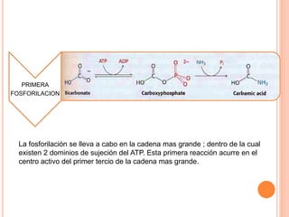 PRIMERA 
FOSFORILACION 
La fosforilación se lleva a cabo en la cadena mas grande ; dentro de la cual 
existen 2 dominios de sujeción del ATP. Esta primera reacción acurre en el 
centro activo del primer tercio de la cadena mas grande. 
 