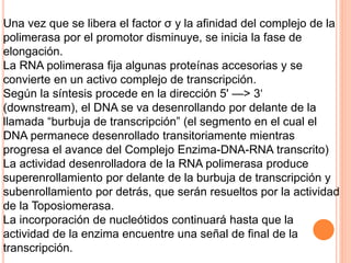 Una vez que se libera el factor σ y la afinidad del complejo de la 
polimerasa por el promotor disminuye, se inicia la fase de 
elongación. 
La RNA polimerasa fija algunas proteínas accesorias y se 
convierte en un activo complejo de transcripción. 
Según la síntesis procede en la dirección 5' —> 3‘ 
(downstream), el DNA se va desenrollando por delante de la 
llamada “burbuja de transcripción” (el segmento en el cual el 
DNA permanece desenrollado transitoriamente mientras 
progresa el avance del Complejo Enzima-DNA-RNA transcrito) 
La actividad desenrolladora de la RNA polimerasa produce 
superenrollamiento por delante de la burbuja de transcripción y 
subenrollamiento por detrás, que serán resueltos por la actividad 
de la Toposiomerasa. 
La incorporación de nucleótidos continuará hasta que la 
actividad de la enzima encuentre una señal de final de la 
transcripción. 
 