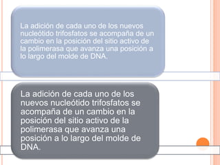 La adición de cada uno de los nuevos 
nucleótido trifosfatos se acompaña de un 
cambio en la posición del sitio activo de 
la polimerasa que avanza una posición a 
lo largo del molde de DNA. 
La adición de cada uno de los 
nuevos nucleótido trifosfatos se 
acompaña de un cambio en la 
posición del sitio activo de la 
polimerasa que avanza una 
posición a lo largo del molde de 
DNA. 
 