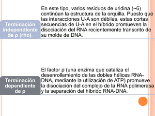 En este tipo, varios residuos de uridina (~6) 
continúan la estructura de la orquilla. Puesto que 
las interacciones U-A son débiles, estas cortas 
secuencias de U-A en el híbrido promueven la 
disociación del RNA recientemente transcrito de 
su molde de DNA. 
Terminación 
independiente 
de ρ (rho). 
El factor ρ (una enzima que cataliza el 
desenrollamiento de las dobles hélices RNA-DNA, 
mediante la utilización de ATP) promueve 
la disociación del complejo de la RNA polimerasa 
y la separación del híbrido RNA-DNA. 
Terminación 
dependiente 
de ρ 
 