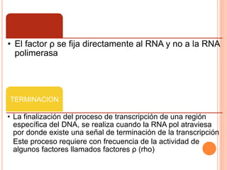 • El factor ρ se fija directamente al RNA y no a la RNA 
polimerasa 
TERMINACION 
• La finalización del proceso de transcripción de una región 
específica del DNA, se realiza cuando la RNA pol atraviesa 
por donde existe una señal de terminación de la transcripción 
Este proceso requiere con frecuencia de la actividad de 
algunos factores llamados factores ρ (rho) 
 