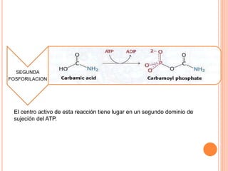 SEGUNDA 
FOSFORILACION 
El centro activo de esta reacción tiene lugar en un segundo dominio de 
sujeción del ATP. 
 