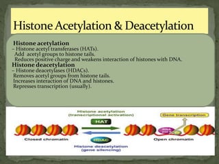 Histone acetylation
– Histone acetyl transferases (HATs).
Add acetyl groups to histone tails.
Reduces positive charge and weakens interaction of histones with DNA.
Histone deacetylation
– Histone deacetylases (HDACs).
Removes acetyl groups from histone tails.
Increases interaction of DNA and histones.
Represses transcription (usually).
 