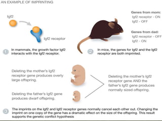 Inherit mutated allele from the mother while
the allele inherited from the father is maturally
silenced.
(characterised by...