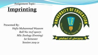 Assignment Topic:
Imprinting
Presented By:
Hafiz Muhammad Waseem
Roll No: mcf 1901171
MSc Zoology (Evening)
Ist Semester
Session 2019-21
 