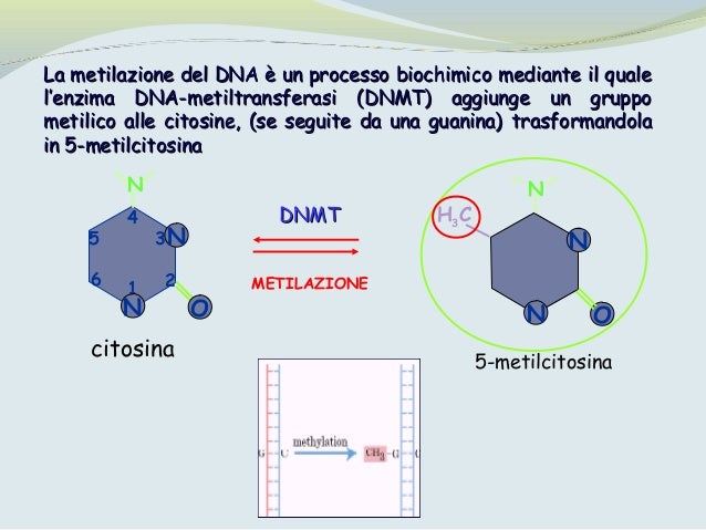 Imprinting genomico10