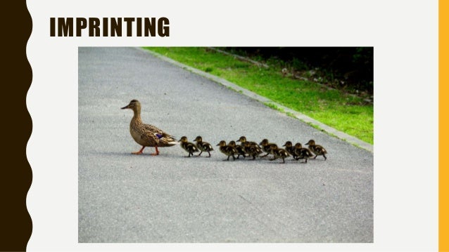 Imprinting presentation