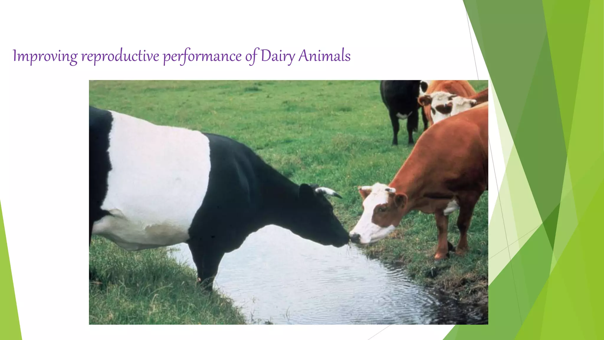 Improving reproductive performance of Dairy Animals
 