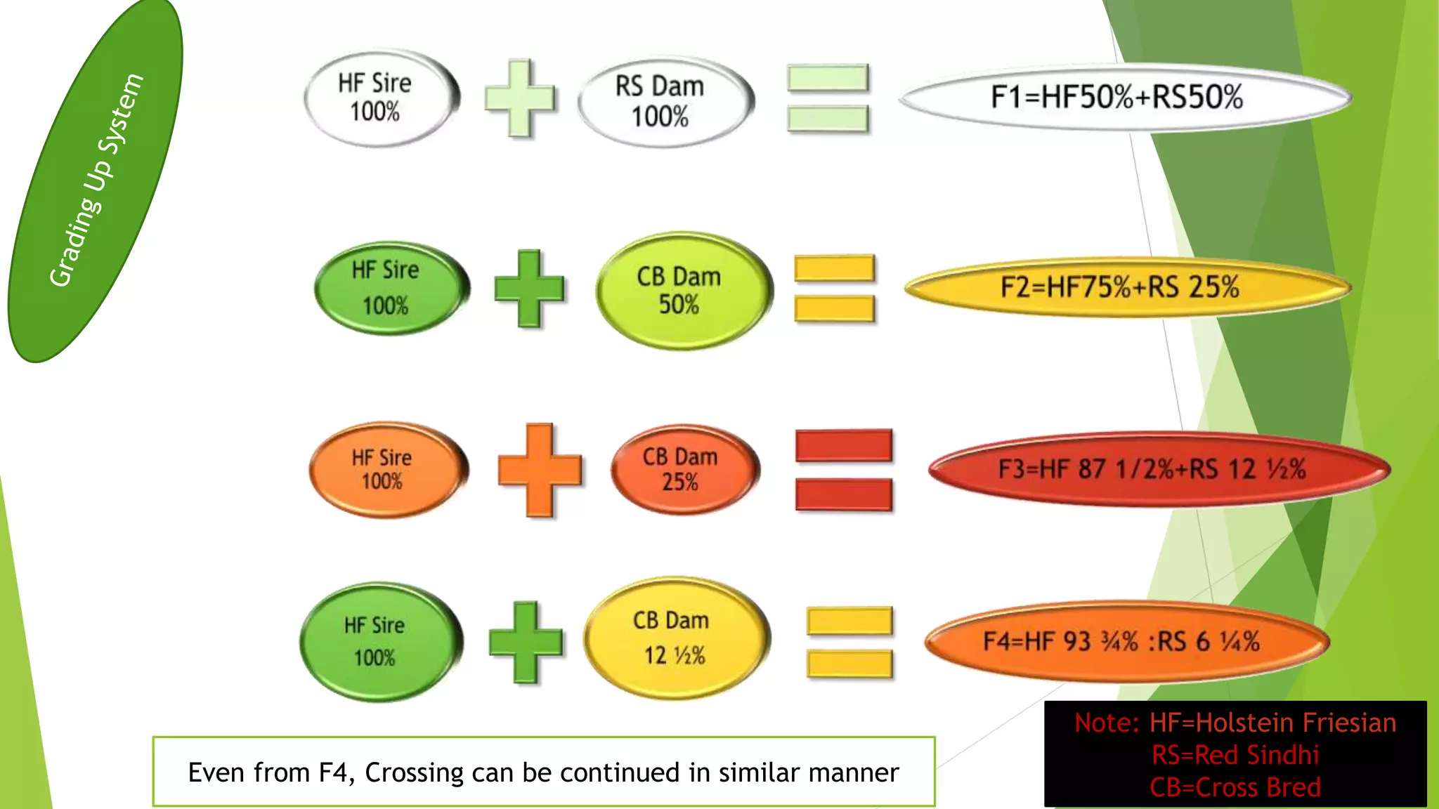Note: HF=Holstein Friesian
RS=Red Sindhi
CB=Cross Bred
Even from F4, Crossing can be continued in similar manner
 
