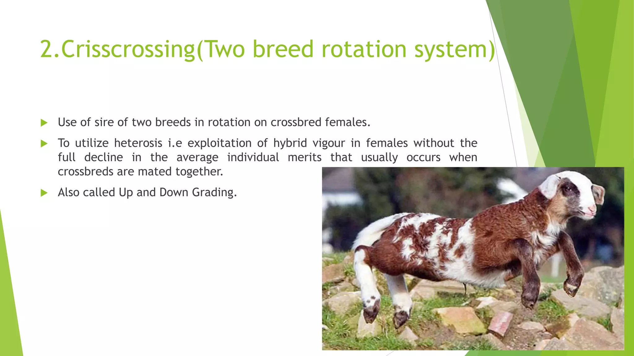 2.Crisscrossing(Two breed rotation system)
 Use of sire of two breeds in rotation on crossbred females.
 To utilize heterosis i.e exploitation of hybrid vigour in females without the
full decline in the average individual merits that usually occurs when
crossbreds are mated together.
 Also called Up and Down Grading.
 