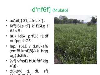 d'nf6f] (Mulato)
• ax'aif]{ 3‘f; afnL xf] .
• Kff}i6Ls tTj k|f]6Lg !
#.! % 5 .
• !#)) ld6/ prfO{ ;Ddf
nufpg ;lsG5 .
• lap, s6LË / ;LnLkaf6
(emf8 kmf]8]/) k|hgg
ug{ ;lsG5 .
• ?vf] vfnsf] hUufdf klg
x'g] .
• @)-@% ;]. dL sf]
 