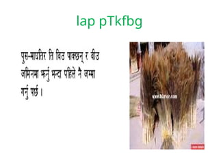 lap pTkfbg
 