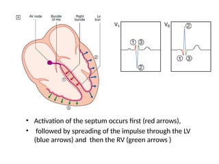 • Activation of the septum occurs first (red arrows),
• followed by spreading of the impulse through the LV
(blue arrows) and then the RV (green arrows )
 